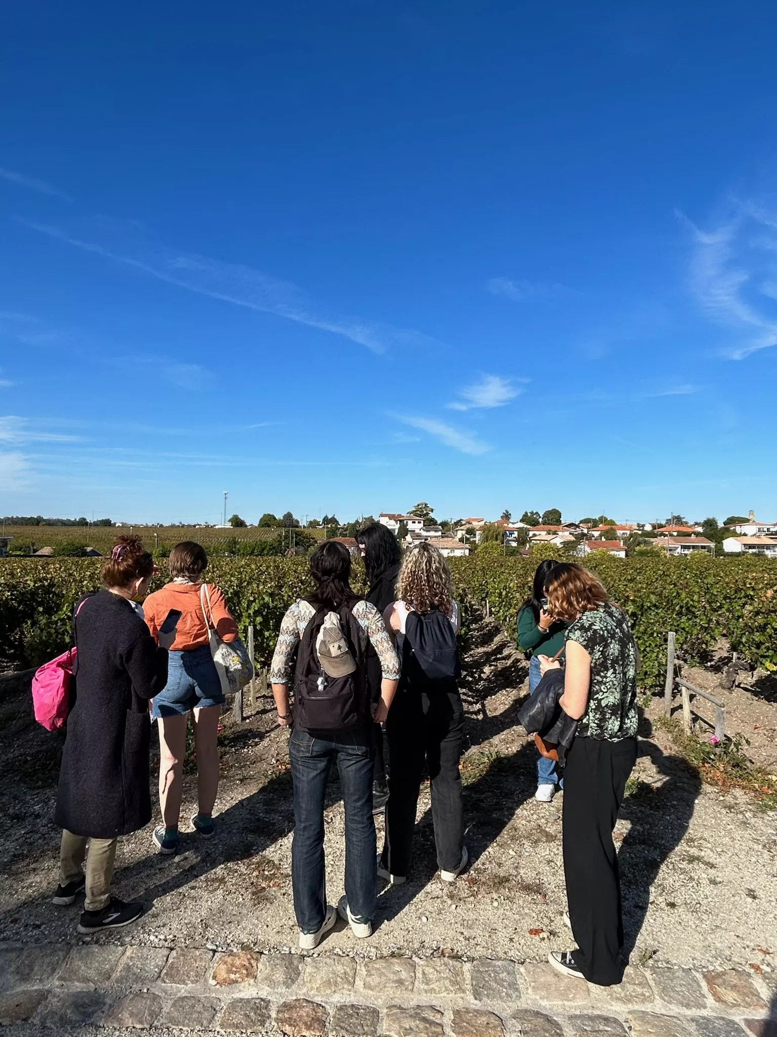 Transplants Bordeaux Vineyard